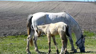 Foal suckling his mother grazing, in a sunny day in a field