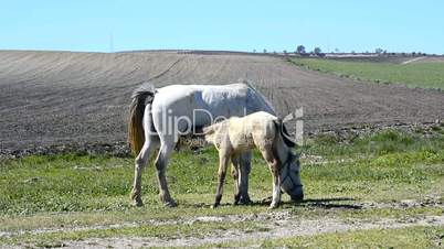 Foal suckling his mother grazing, in a sunny day in a field