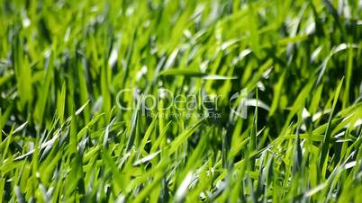 Green wheat field moving with the wind