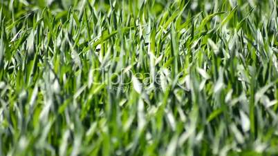 Green wheat field moving with the wind