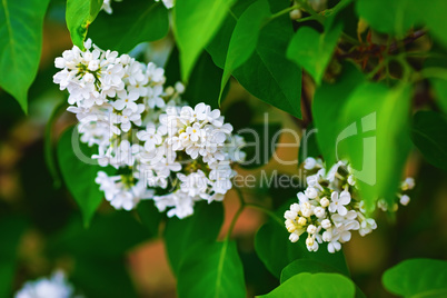 White lilac flowers