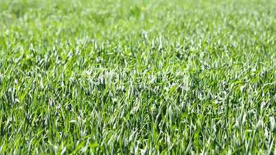 Green wheat field moving with the wind