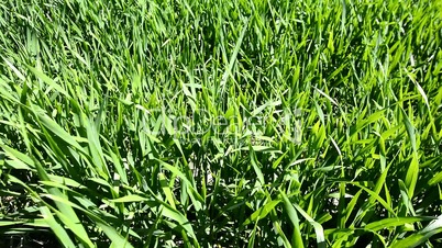 Green wheat field moving with the wind