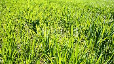 Green wheat field moving with the wind