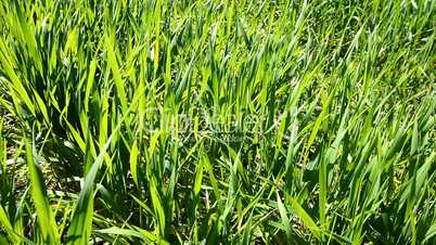 Green wheat field moving with the wind