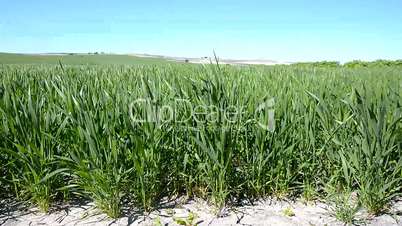 Green wheat field growing under the sun