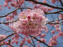 Blüten eines wilden Pflaumenbaumes