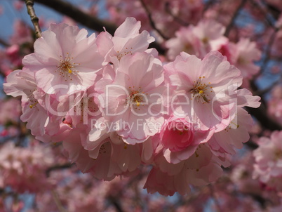 Blüten eines wilden Pflaumenbaumes