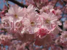 Blüten eines wilden Pflaumenbaumes