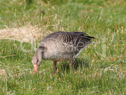 Graugans auf der Wiese