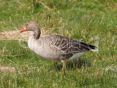 Graugans auf der Wiese