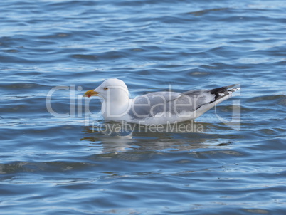 Möwe in der Nordsee