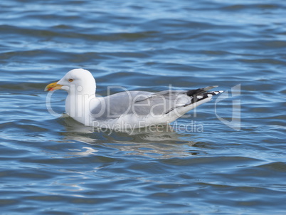 Möwe in der Nordsee