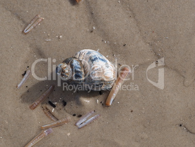 muscheln im Sand