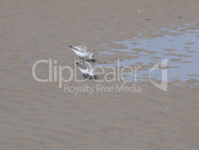 Strandläufer, Sanderling