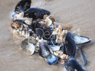 miesmuscheln am strand