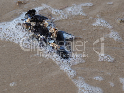 miesmuscheln am strand