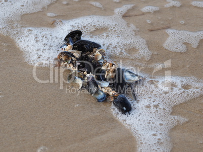 miesmuscheln am strand