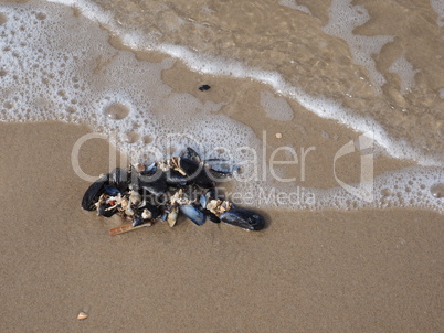 miesmuscheln am strand