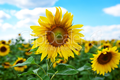 Blossoming sunflower