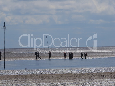 wattwanderung im Watt der Nordsee, zwischen