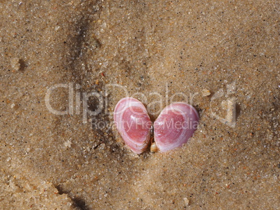 muscheln im Sand