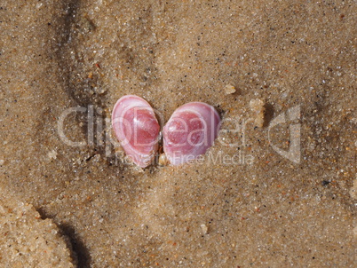 muscheln im Sand