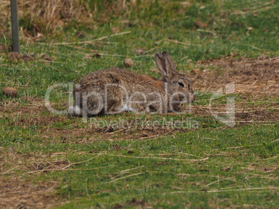 Hase auf dem Feld