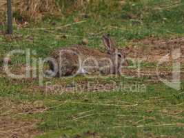 Hase auf dem Feld