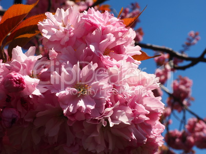 wilder Pflaumenbaum in Blüte