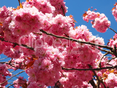 wilder Pflaumenbaum in Blüte