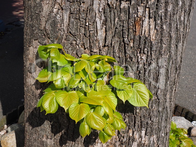 Lindenbaum mit frischen Blättern