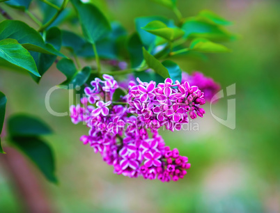Bright blooming lilac