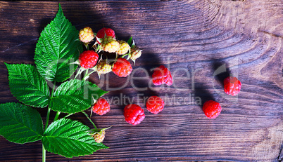 Branch of a raspberry bush with red berries
