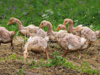 jungtiere gänse oder enten