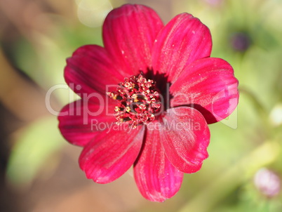 Schokoladenblume Schokoladenblume