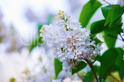 Blooming white lilac