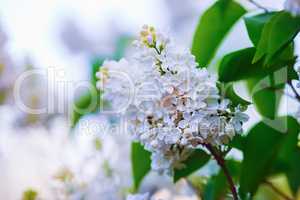 Blooming white lilac