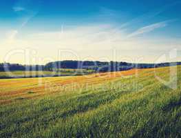 Summer rural landscape