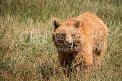 Brown bear standing in meadow in sunshine