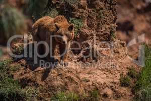 Brown bear watches from steep rocky outcrop