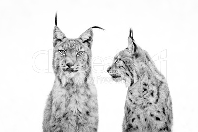 Close-up of lynx watching another from side