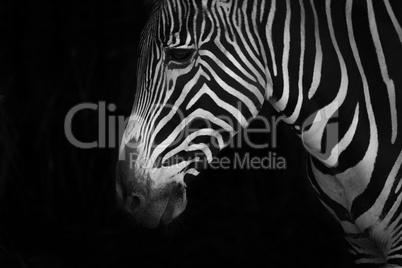 Mono close-up of Grevy zebra looking down