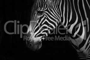 Mono close-up of Grevy zebra looking down