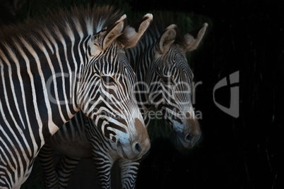 Close-up of Grevy zebra mother beside foal