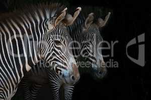 Close-up of Grevy zebra mother beside foal