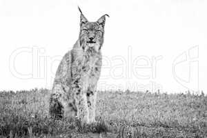 Mono lynx on grass looking at camera