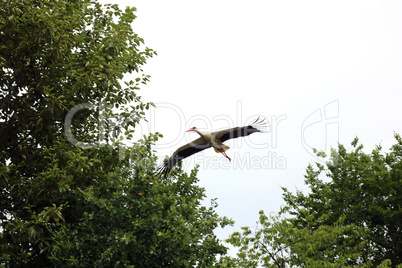 Fliegender Storch