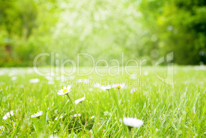 Sunny Spring Grass Meadow, Daisy Flowers