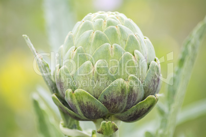 Artichoke on the plant, Cynara cardunculus